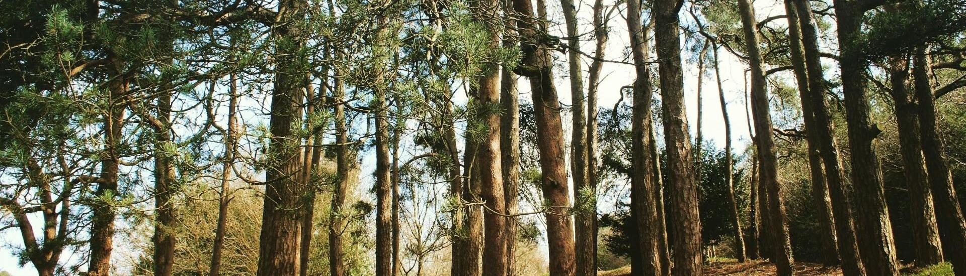 Décryptage de la COP 16 Biodiversité