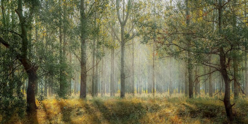 Entreprises et biodiversité : la position CPME